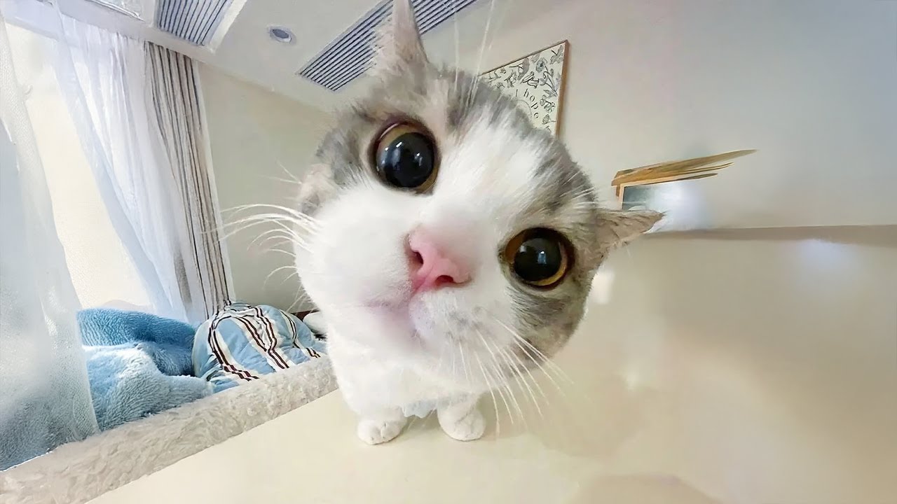 A sample image of a cat